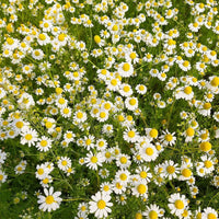 Chamomile