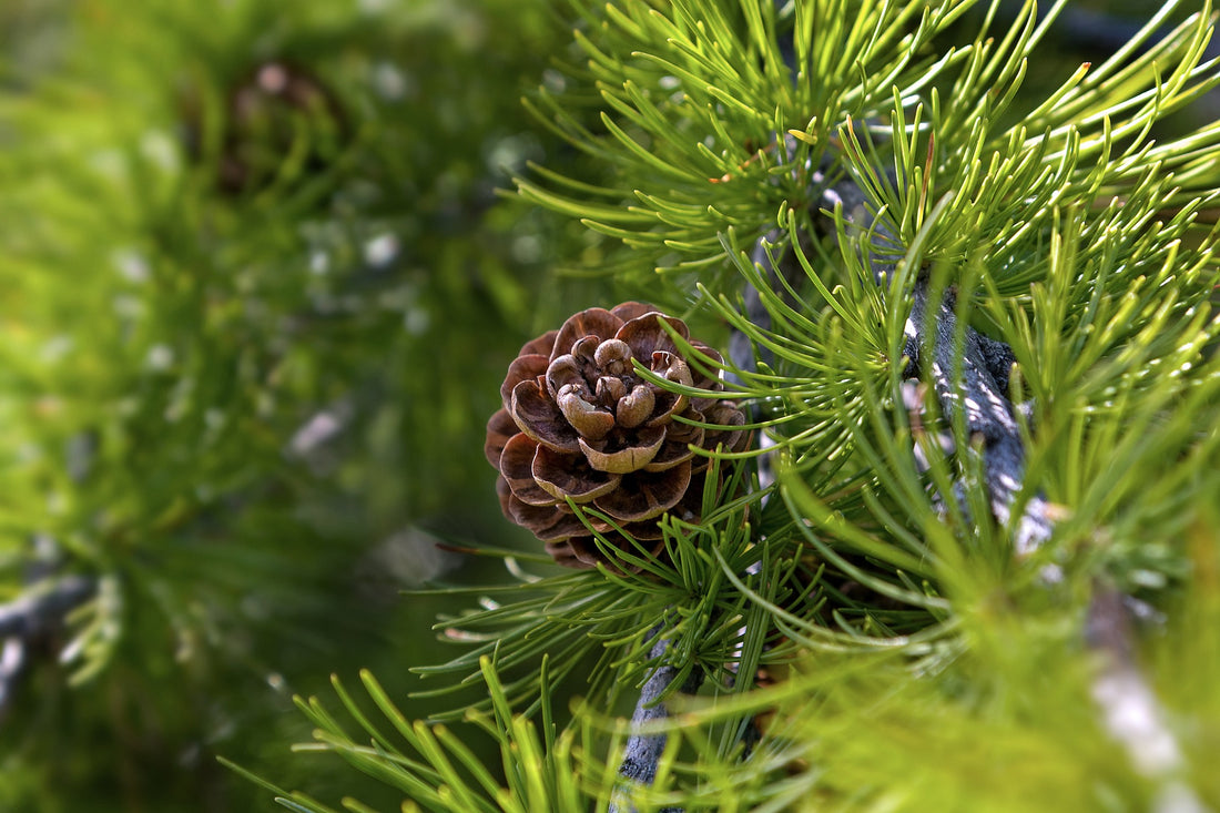 Redensyl and Larix Bark Extract