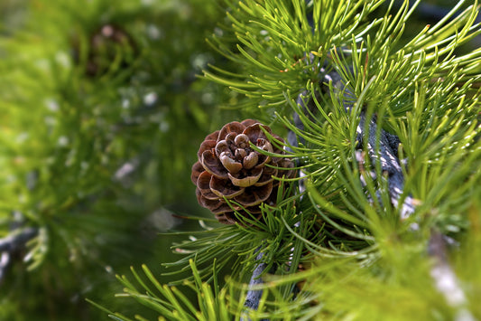 Redensyl and Larix Bark Extract