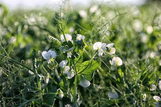 PEA SPROUT EXTRACT HELPING HAIR LOSS