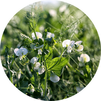 PEA SPROUT EXTRACT