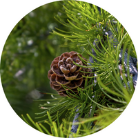 REDENSYL - LARIX EUROPAEA BARK EXTRACT